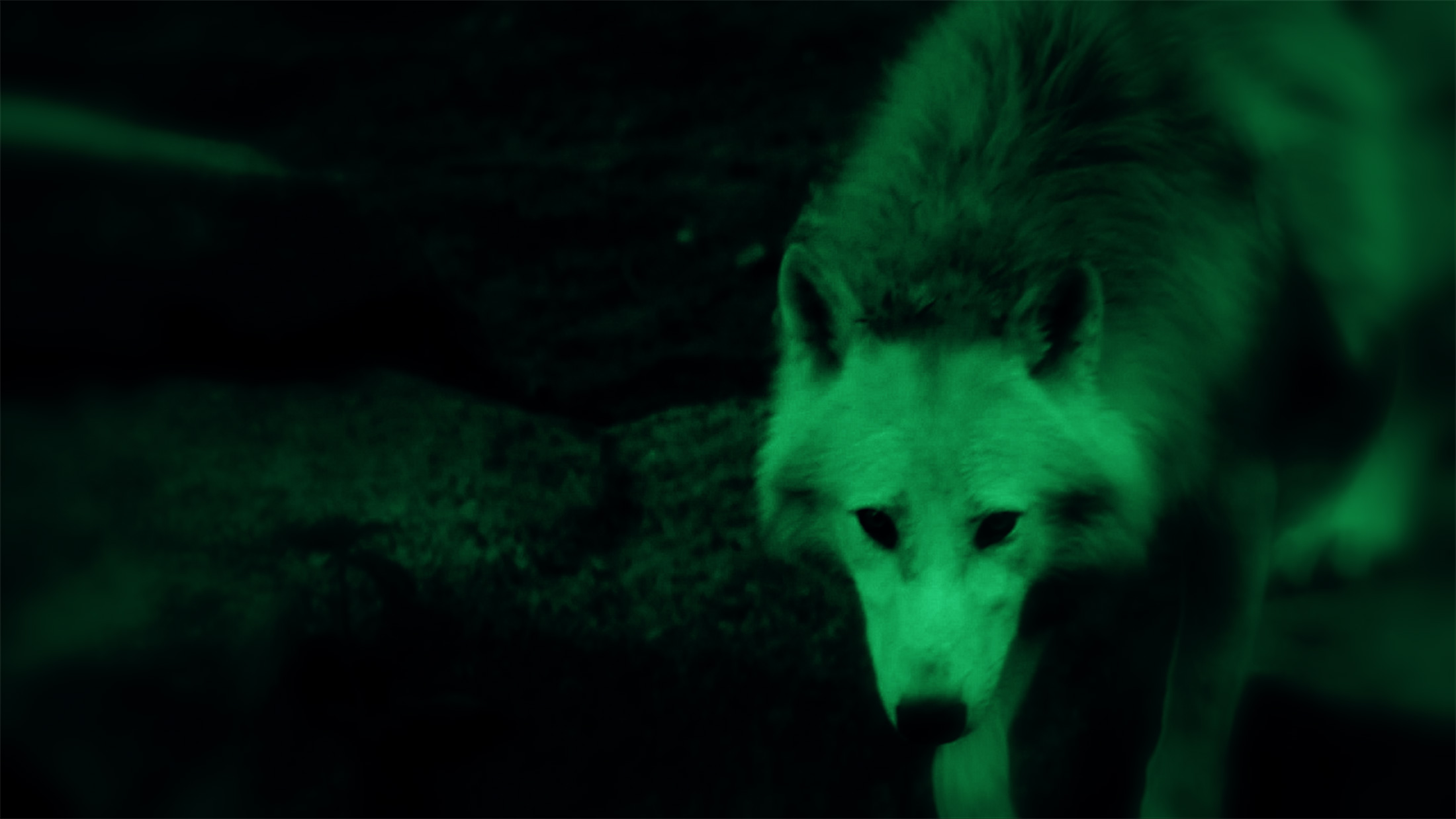 Mali Weil - Animal spirits - video wolf