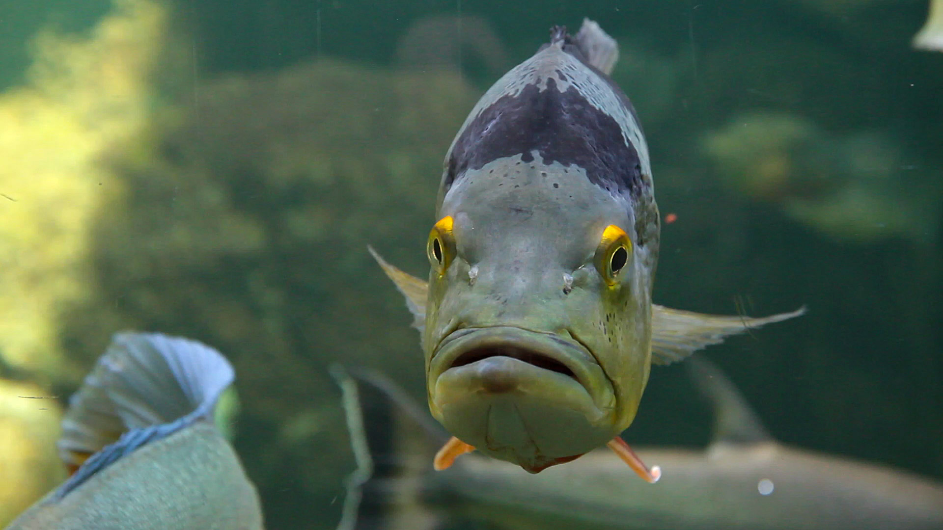 the fish ancestor watch us from the past