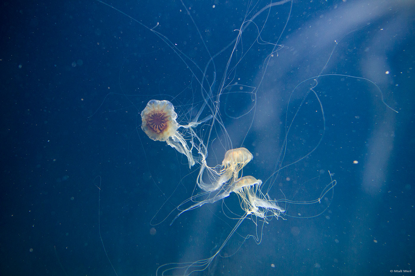ancestors from the past Jellyfish in white noise machine by Mali Weil
