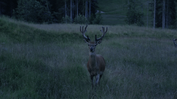 Forests | An Evocation by Mali Weil, film still